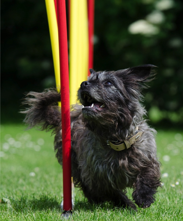 Clarence Dog Sports NSW Australia