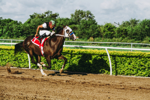 Equestrian and Jockey Clubs Grafton NSW