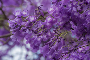 Festivals and Major Events Grafton New South Wales