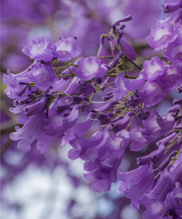 Grafton Jacaranda Festival Committee