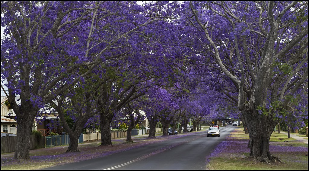 Jacaranda Festival Grafton Grafton Living