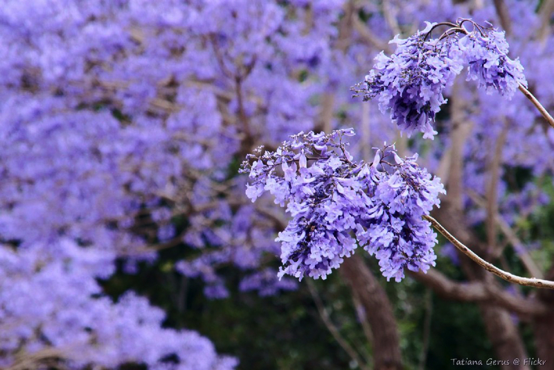 Clarence Valley Jacaranda
