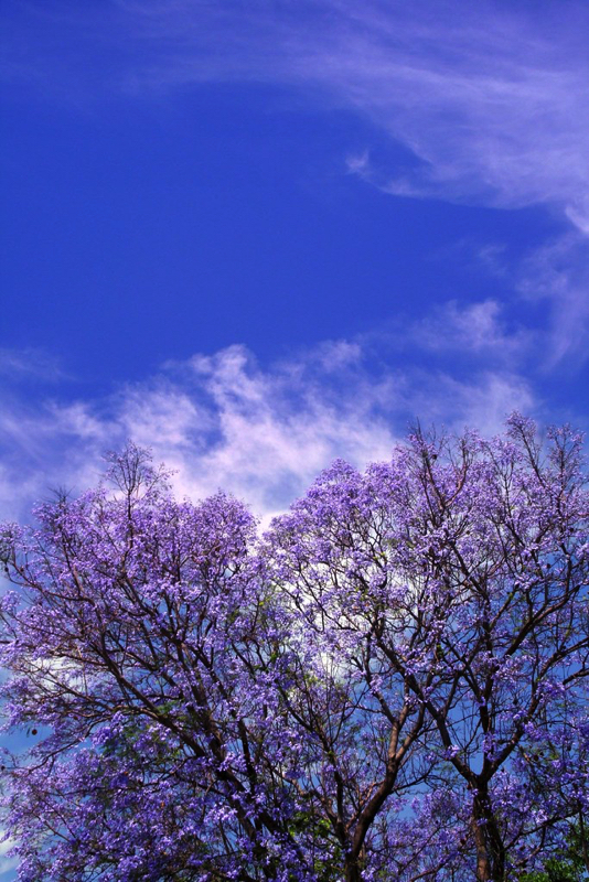 Grafton Jacaranda Festival NSW Australia