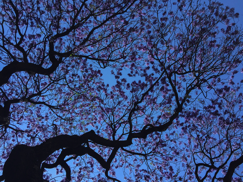 Jacaranda Festival Grafton Jacaranda Festival Grafton