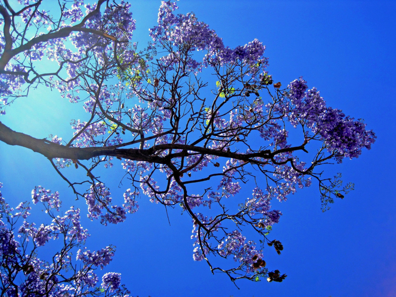 Jacaranda Festival Grafton Jacaranda Festival Grafton