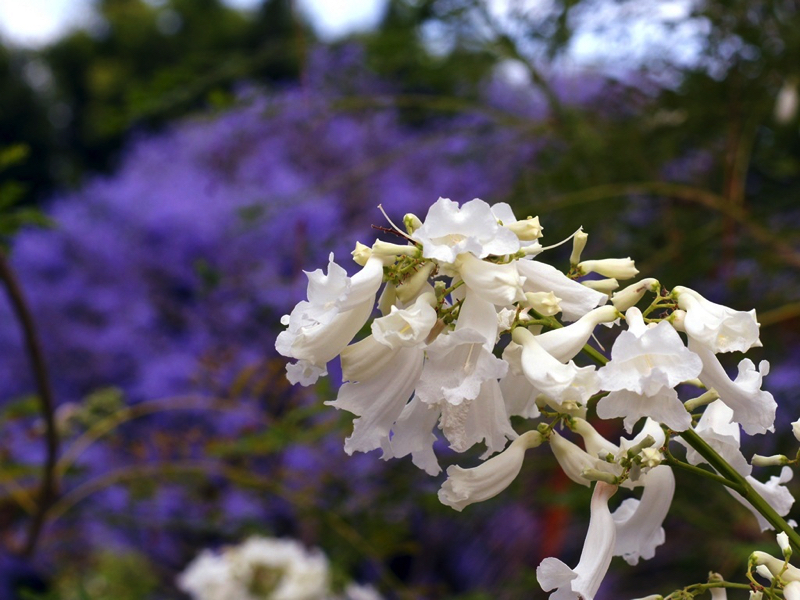 Purple and White Jacaranda Trees Grafton NSW