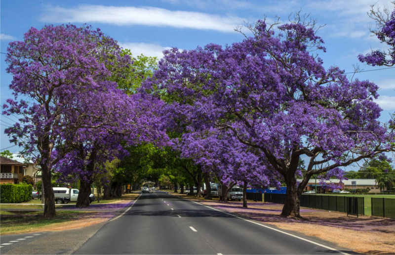 Villiers Street Grafton NSW Jacaranda Trees