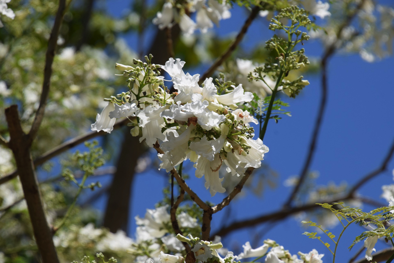 White Jacaranda Grafton NSW Australia